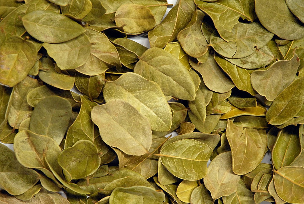 Boldo: Planta medicinal utilizada desde tiempos remotos en la medicina homeopática