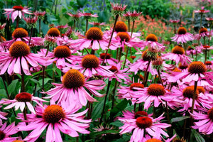 ¿Cuáles son los beneficios de la echinacea (Echinacea purpurea L.)?