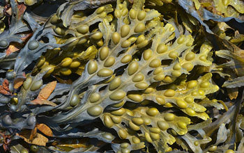 ¿Te imaginas un alga rica en nutrientes y con diversos beneficios para la salud del ser humano?