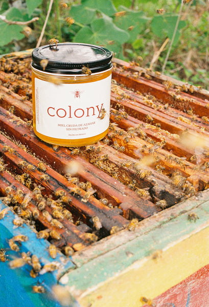 Colony: Miel cruda de Azahar